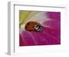 Ladybug Beetle-Adam Jones-Framed Photographic Print