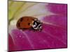 Ladybug Beetle-Adam Jones-Mounted Photographic Print