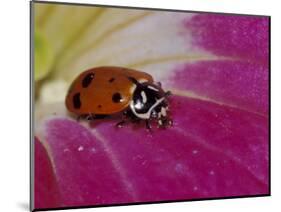 Ladybug Beetle-Adam Jones-Mounted Photographic Print