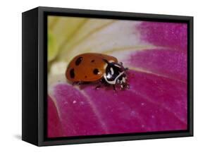 Ladybug Beetle-Adam Jones-Framed Stretched Canvas