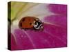 Ladybug Beetle-Adam Jones-Stretched Canvas