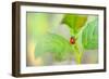 Ladybug Crawling Up the Plant-Oleksandr Zheltobriukh-Framed Photographic Print