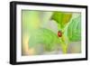 Ladybug Crawling Up the Plant-Oleksandr Zheltobriukh-Framed Photographic Print