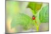 Ladybug Crawling Up the Plant-Oleksandr Zheltobriukh-Mounted Photographic Print