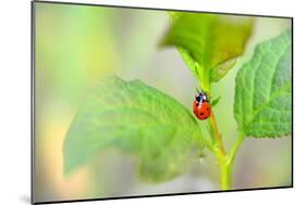 Ladybug Crawling Up the Plant-Oleksandr Zheltobriukh-Mounted Photographic Print