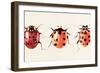 Ladybug Display I-Annie Warren-Framed Art Print