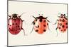 Ladybug Display I-Annie Warren-Mounted Art Print