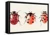 Ladybug Display I-Annie Warren-Framed Stretched Canvas