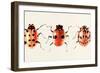 Ladybug Display II-Annie Warren-Framed Art Print