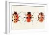 Ladybug Display II-Annie Warren-Framed Art Print