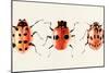 Ladybug Display II-Annie Warren-Mounted Art Print