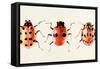 Ladybug Display II-Annie Warren-Framed Stretched Canvas