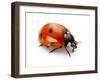 Ladybug Insect Isolated on White Background-Valentina Proskurina-Framed Photographic Print