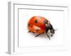 Ladybug Insect Isolated on White Background-Valentina Proskurina-Framed Photographic Print