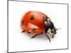 Ladybug Insect Isolated on White Background-Valentina Proskurina-Mounted Photographic Print