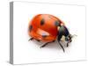 Ladybug Insect Isolated on White Background-Valentina Proskurina-Stretched Canvas