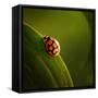 Ladybug (Ladybird) Crawling on the Edge of a Green Leaf-Johan Swanepoel-Framed Stretched Canvas