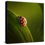 Ladybug (Ladybird) Crawling on the Edge of a Green Leaf-Johan Swanepoel-Stretched Canvas