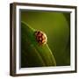 Ladybug (Ladybird) Crawling on the Edge of a Green Leaf-Johan Swanepoel-Framed Photographic Print