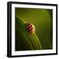 Ladybug (Ladybird) Crawling on the Edge of a Green Leaf-Johan Swanepoel-Framed Photographic Print
