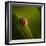 Ladybug (Ladybird) Crawling on the Edge of a Green Leaf-Johan Swanepoel-Framed Photographic Print