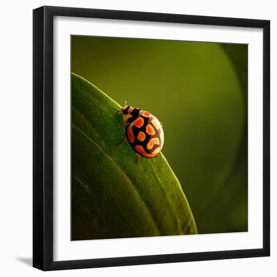 Ladybug (Ladybird) Crawling on the Edge of a Green Leaf-Johan Swanepoel-Framed Photographic Print