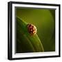 Ladybug (Ladybird) Crawling on the Edge of a Green Leaf-Johan Swanepoel-Framed Photographic Print