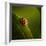 Ladybug (Ladybird) Crawling on the Edge of a Green Leaf-Johan Swanepoel-Framed Photographic Print