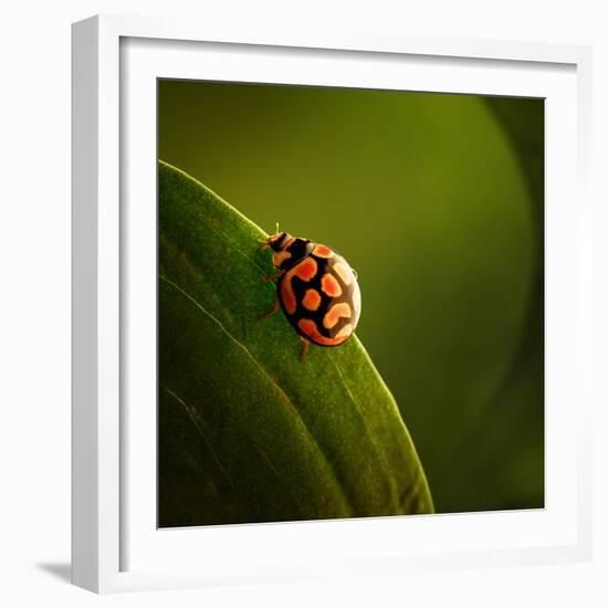 Ladybug (Ladybird) Crawling on the Edge of a Green Leaf-Johan Swanepoel-Framed Photographic Print