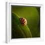 Ladybug (Ladybird) Crawling on the Edge of a Green Leaf-Johan Swanepoel-Framed Photographic Print