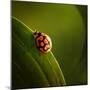 Ladybug (Ladybird) Crawling on the Edge of a Green Leaf-Johan Swanepoel-Mounted Photographic Print