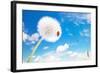 Ladybug On A Dandelion On A Background Of The Sky-Miramiska-Framed Photographic Print