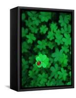 Ladybug on Four Leaf Clover-Bruce Burkhardt-Framed Stretched Canvas