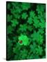 Ladybug on Four Leaf Clover-Bruce Burkhardt-Stretched Canvas