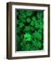 Ladybug on Four Leaf Clover-Bruce Burkhardt-Framed Photographic Print