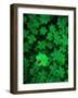 Ladybug on Four Leaf Clover-Bruce Burkhardt-Framed Photographic Print