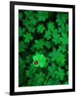 Ladybug on Four Leaf Clover-Bruce Burkhardt-Framed Photographic Print