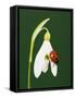 Ladybug on Snowflake Flower-Naturfoto Honal-Framed Stretched Canvas