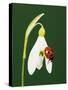 Ladybug on Snowflake Flower-Naturfoto Honal-Stretched Canvas