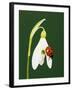 Ladybug on Snowflake Flower-Naturfoto Honal-Framed Photographic Print