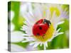 Ladybug Sits On A Flower Petal-Ale-ks-Stretched Canvas