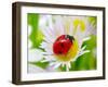 Ladybug Sits On A Flower Petal-Ale-ks-Framed Photographic Print