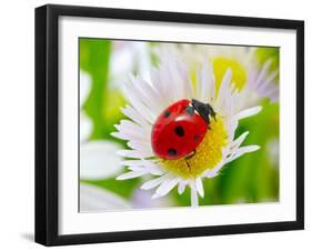 Ladybug Sits On A Flower Petal-Ale-ks-Framed Photographic Print