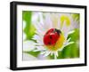 Ladybug Sits On A Flower Petal-Ale-ks-Framed Photographic Print