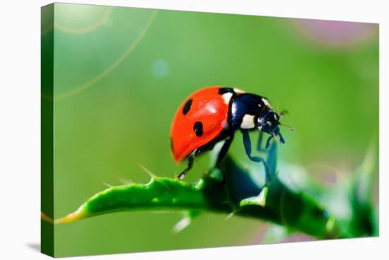 Ladybug-gorielov-Stretched Canvas