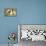 Ladybug-Gordon Semmens-Stretched Canvas displayed on a wall