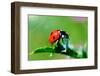 Ladybug-gorielov-Framed Photographic Print