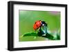 Ladybug-gorielov-Framed Photographic Print