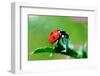 Ladybug-gorielov-Framed Photographic Print