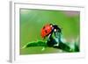 Ladybug-gorielov-Framed Photographic Print